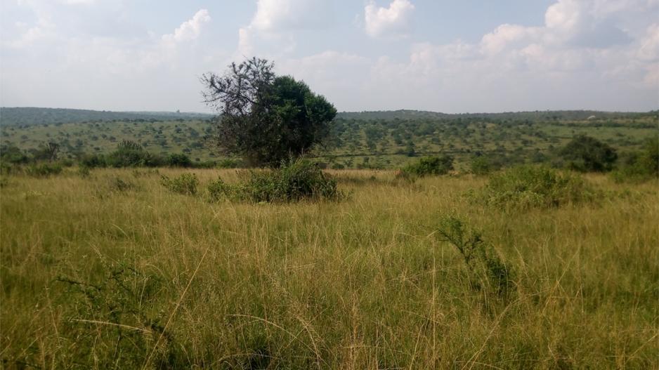 farmland-in-sanga-kiruhura